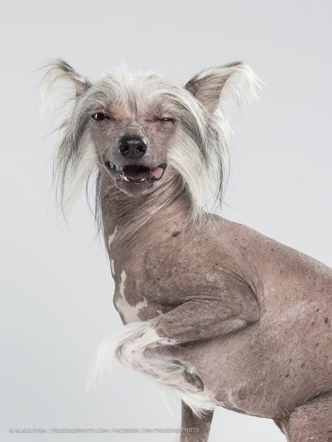 Chinese Crested Dog Art, Ugly Pets, Chinese Crested Puppy, Chinese Crested Hairless, Ugly Dog, Mexican Hairless Dog, Ugly Animals, Tiny Horses, Hairless Dog