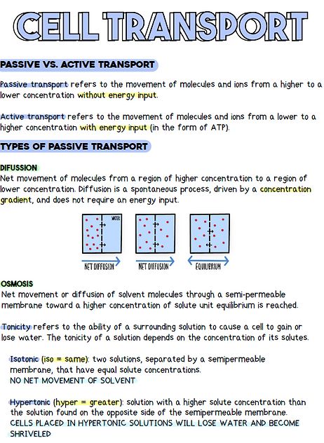 STEMthusiast | BIOLOGY NOTES Active Transport Notes, Nat 5 Biology Notes, Studying For Biology, Lipids Notes Biology, High School Biology Notes, Active Transport Biology Notes, Cell Transport Notes, Cell Membrane Notes, Biology Revision Gcse