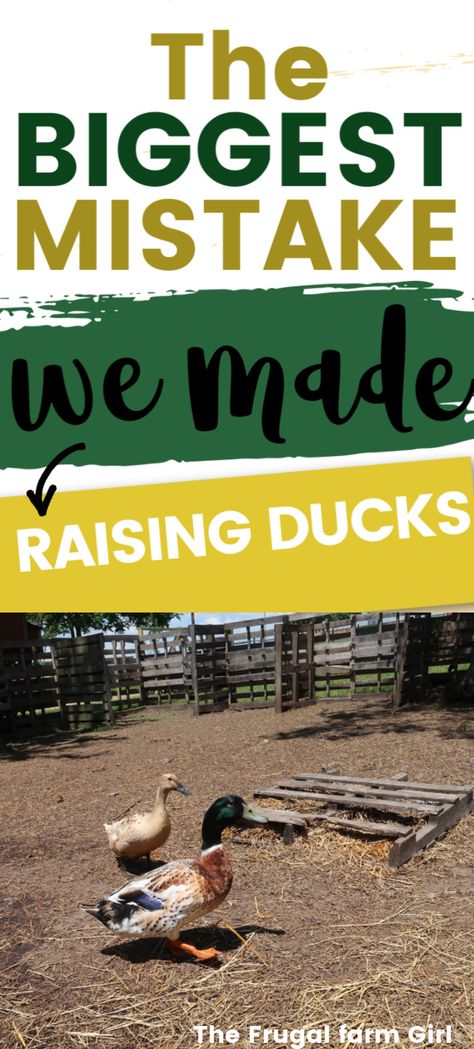 Raising Ducks With Chickens, Portable Duck Coop, Best Ducks For Homestead, Butchering Ducks At Home, Pekin Ducks Raising, Best Ducks For Pets, Duck Hacks Diy, How To Raise Ducks For Eggs, Best Ducks For Eggs