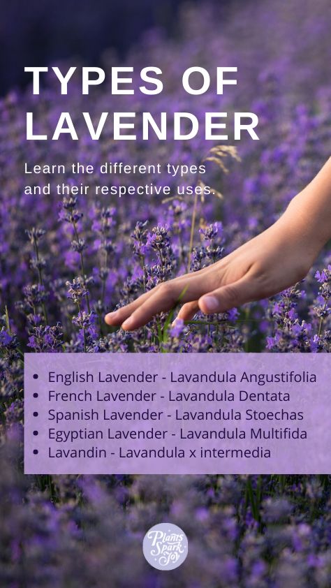 How To Grow Lavender, Lavender Plant Uses, Types Of Lavender Plants, Types Of Lavender, Lavender Plant Care, Lavender Types, Lavender Varieties, Lavender Plants, Lavender Crafts