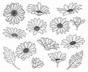 Drawing Daisy, Daisy Flower Drawing, Flowers Silhouette, Daisy Drawing, Daisy Flower Tattoos, Plant Sketches, Traditional Tattoo Flowers, Flower Tattoo Drawings, Arte Doodle