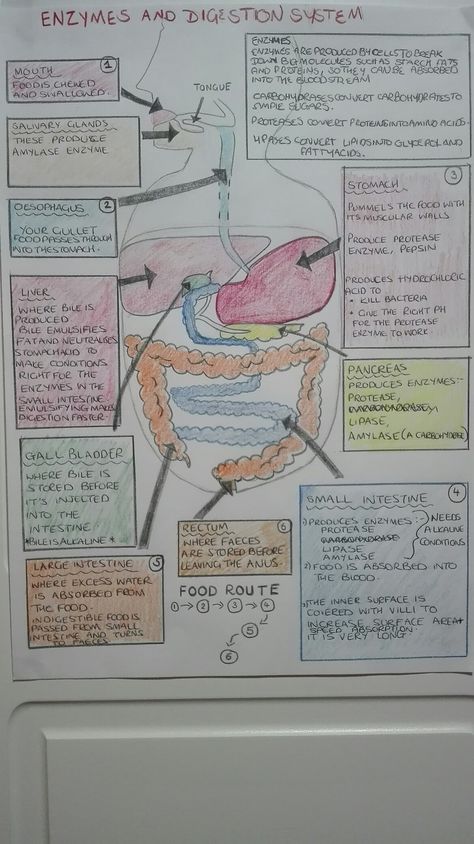 Digestion and enzymes GCSE revision Enzymes In Digestive System, Digestive Enzymes Notes, Biology Revision Gcse Mitosis, Digestive Enzymes Biology Notes, Digestive System Notes Aesthetic, Enzymes Biology Notes, Digestive System Notes, Biology Revision Gcse, Digestion Notes