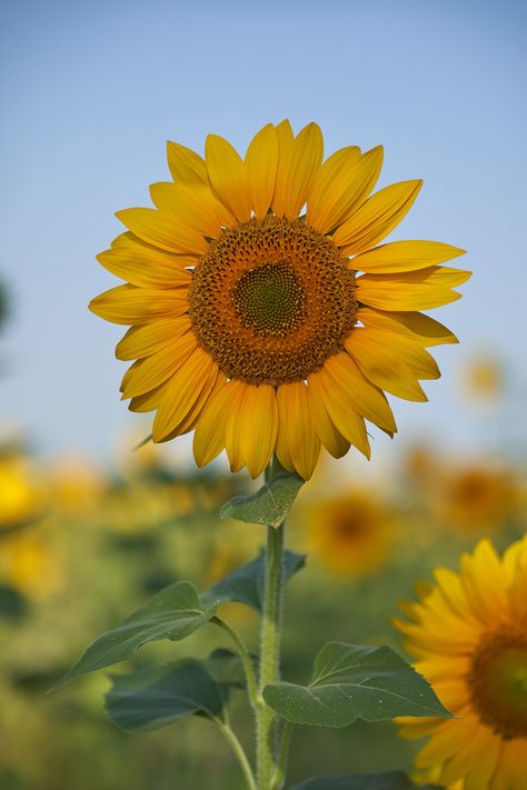 Yellow sunflower in close up photography photo – Free Brown Image on Unsplash Beach Phone Wallpaper, Sunflower Images, Sunflower Pictures, Sunflower Garden, Arte Van Gogh, Wallpaper Flower, Flowery Wallpaper, Sunflower Wallpaper, Close Up Photography