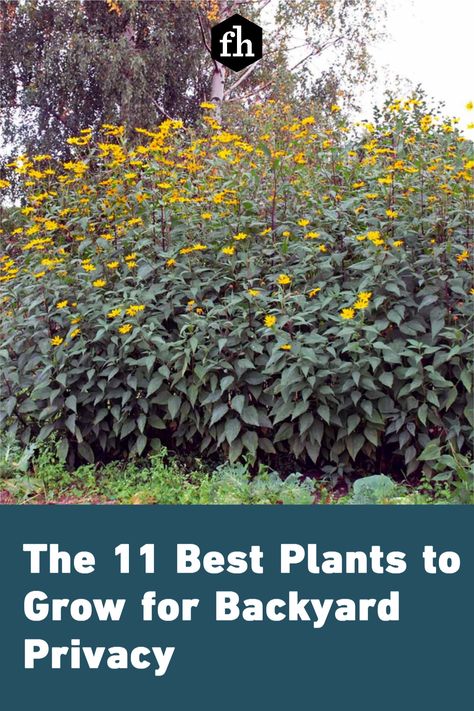 Backyard Privacy Ideas From Neighbors Plants, Fast Growing Tall Plants For Privacy, Shade Privacy Plants, Plants For Privacy Fast Growing, Tall Privacy Plants, Landscaping For Privacy Backyard, Tall Plants Outdoor, Plants For Privacy Fence, Tall Plants For Privacy