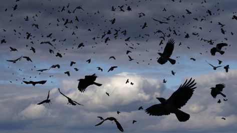 Are Crows Scary Or Just Scarily Smart? : NPR American Crow, Wildlife Biologist, Early Humans, Waves Logo, Jackdaw, Short Waves, Grey Skies, University Of Washington, Human Face