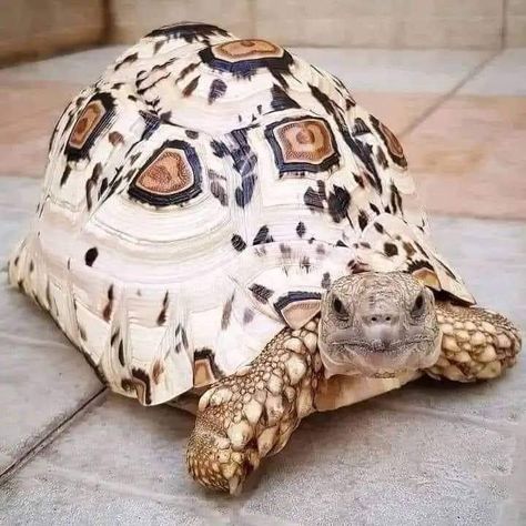 Leopard turtle Tartaruga Habitat, Tortoise Tattoo, Sea Turtle Pictures, Leopard Tortoise, Animal Captions, Cute Tortoise, Tortoise Habitat, Amazing Frog, Sulcata Tortoise