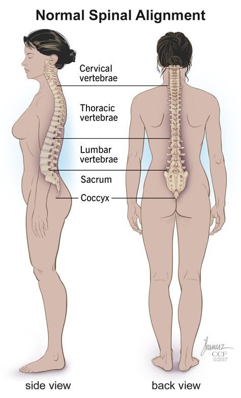 Spine Structure & Function: Parts & Segments, Spine Problems, Spine Health Spine Anatomy, Forward Head Posture Exercises, Spine Problems, Thoracic Vertebrae, Neck And Shoulder Muscles, Healthy Spine, Piriformis Stretch, Human Spine, Forward Head Posture