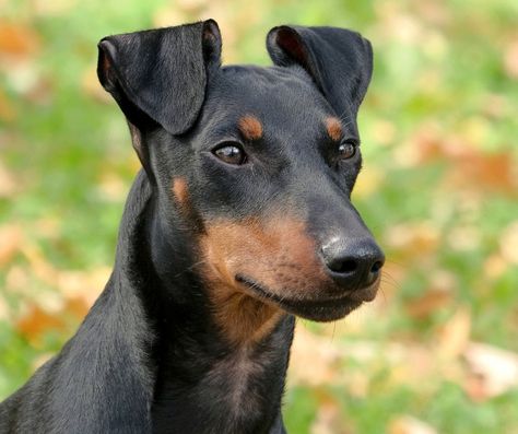 Manchester Terrier Standard, Manchester Terrier Puppy, Toy Manchester Terrier, Dog Types, Puppy Formula, Therapy Humor, Dog Breeds Pictures, Victorian England, Disabled Dog