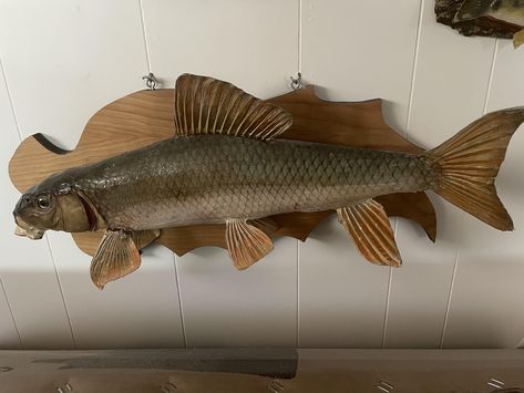 Best fish ever!! Taxidermy, Fish