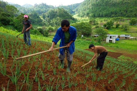 Farmers work in the Quiche Region of Guatemala. The 'Sustainable Rural Development Project' was co-financed by OFID, the Government of Guatemala and @IFAD . Rural Development Projects, Rural Development, Developing Country, The Government, Guatemala, Agriculture, Quiche, Farmer, Sustainability