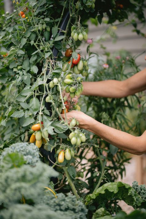 Tomato Arch Trellis, Cherry Tomato Trellis, Growing Cherry Tomatoes, Black Cherry Tomato, How To Grow Tomatoes, Tomato Varieties, Flowers To Go, Tomato Trellis, Tomato Vine