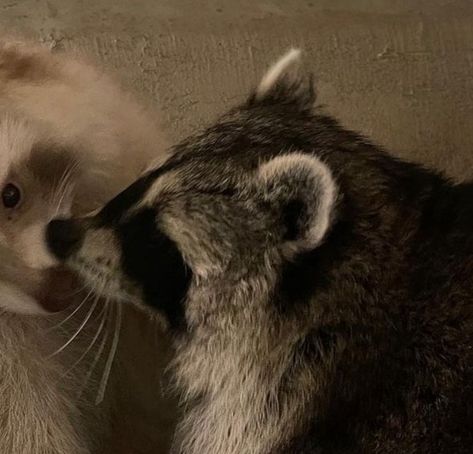 Raccoon Couple Pfp, Matching Racoons Pfp, Raccoons Matching Pfp, Matching Raccoon Pfps, Racoon Matching Pfp, Raccoon Matching Pfp, Raccoon Pfp, Cute Raccoons, Matching Icons Discord