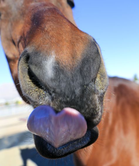 awesome heart shaped tongue Aesthetic Horse Riding, Horse Riding Aesthetic, Wild Horses Photography, Horse Riding Quotes, Cute Horse Pictures, Barrel Racing Horses, Rodeo Horses, Horse Inspiration, Horse Heart