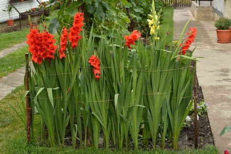 Gladiolus Planting Ideas, Gladiolus Flower Garden, Growing Gladiolus Bulbs, Gladiolus Landscaping Ideas, Planting Gladiolus Bulbs, Gladiolus Flower Garden Ideas, Growing Gladiolus, Gladiolus Bulbs, Evergreen Landscape