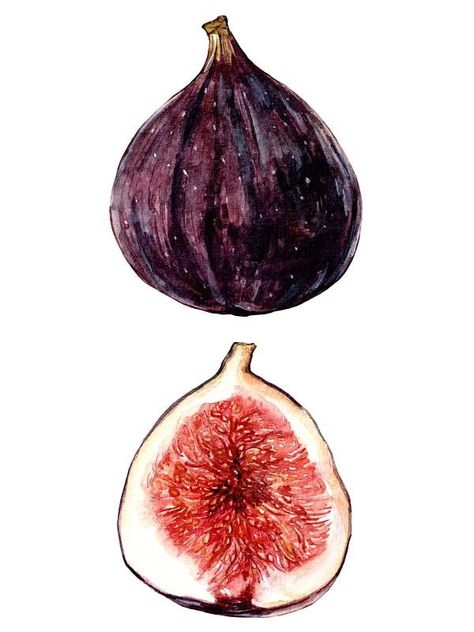 Watercolor fig at ArtfullyWalls, undefined Fig Aesthetic, Fig Art, Fig Drawing, Fungi Illustration, Herbs Illustration, Money Wedding, Vegetable Illustration, Pumpkin Illustration, Artfully Walls