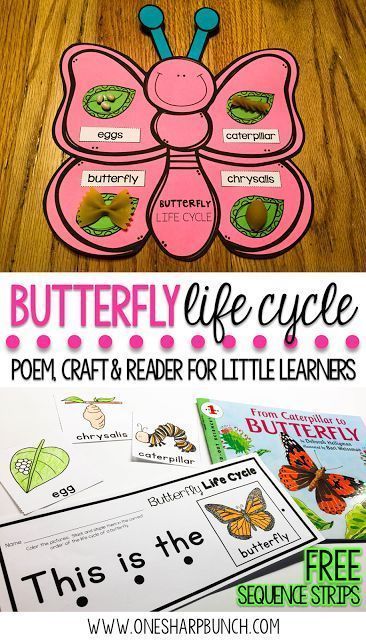 Poem Butterfly, Life Cycles Preschool, Butterfly Life Cycle Craft, Life Cycle Of A Butterfly, Craft Spring, Cycle Of A Butterfly, Life Cycle Craft, Insects Preschool, Butterflies Activities