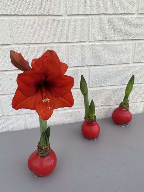 Waxed Amaryllis Bulb Plant Care - Get Busy Gardening Amarilis Flower, Waxed Amaryllis Bulbs, Amaryllis Plant, Amaryllis Bulbs, Christmas Flowers, Planting Bulbs, Plant Care, Soil, Need To Know