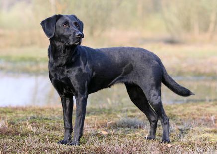 Black Labrador Retriever Puppies Pure Breed Rottweiler Mix Puppies, American Labrador, Labrador Retriever Facts, Australian Cattle Dog Mix, Black Labrador Dog, Black Labrador Retriever, Labrador Retriever Puppies, Labrador Retrievers