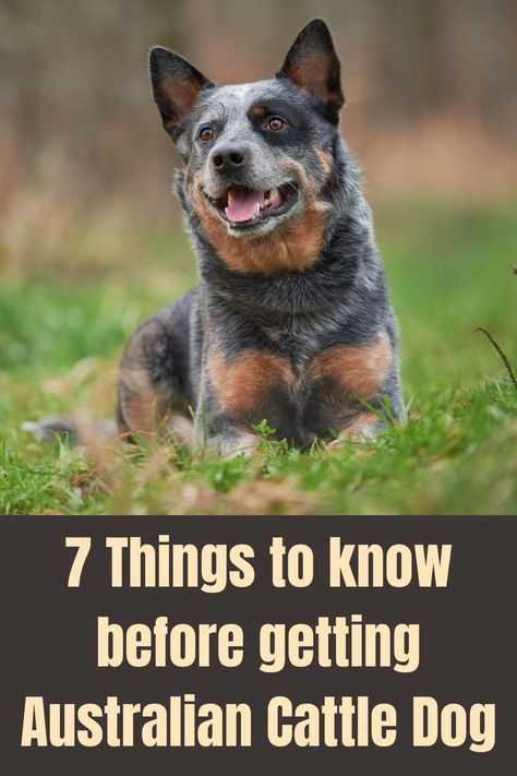 Cattle Dog Mix Breeds, Australian Cattle Dog Mix Pitbull, Australia Cattle Dog, Heeler Mix Dogs, Cattle Dog Quotes, Australian Cattle Dog Funny, American Cattle Dog, Blue Heeler Puppy, Australian Cattle Dog Puppy