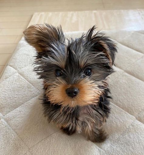 Yorkie puppies for adoption near me, adorable and affordable Yorkers for sale in USA, Buy your companion from reputable breeders. 100% discount prices with shipping available. Contact (336) 546-6198 #yorkietexas #yorkieforsale #yorkielover #yorkielovers #yorkiepuppy #pets #yorkielife #yorkiesofficial #yorkiemaryland #yorkiesmakemehappy #yorkiemale #teacuppuppies #teacupyorkiesforsale #teacuppuppyforsale #maltese #buyyorkie #akcyorkiesforsale #akcyorkie #doglover #dogbreeders #petadoption #puppi Yorkie Mixed Breeds, Yorkshire Puppy, Shorkie Dogs, Yorkies Puppies, Yorkie Puppies For Adoption, Yorkshire Puppies, Yorkie Puppies For Sale, Teacup Yorkie Puppy, Yorkie Puppy For Sale