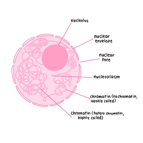 Structure Of Nucleus, Nucleus Diagram, Bio Diagrams, Cell Drawing, Biology Aesthetic, Central Dogma, Biology Diagrams, Cell Diagram, Learn Biology