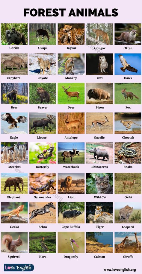 Forest Animals: 40 Common Names of Animals in the Forest - Love English English Forest, Names Of Animals, Animals In The Forest, Animals List, Names Of Birds, Animals Name In English, Animal Study, List Of Animals, Fun Worksheets