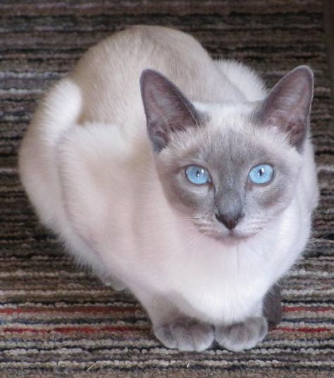 Lilac Point Siamese, Siamese Cats Blue Point, Tonkinese Cat, Burmese Cat, Tonkinese, Cat With Blue Eyes, Luxury Cat, Cat Products, Siamese Kittens