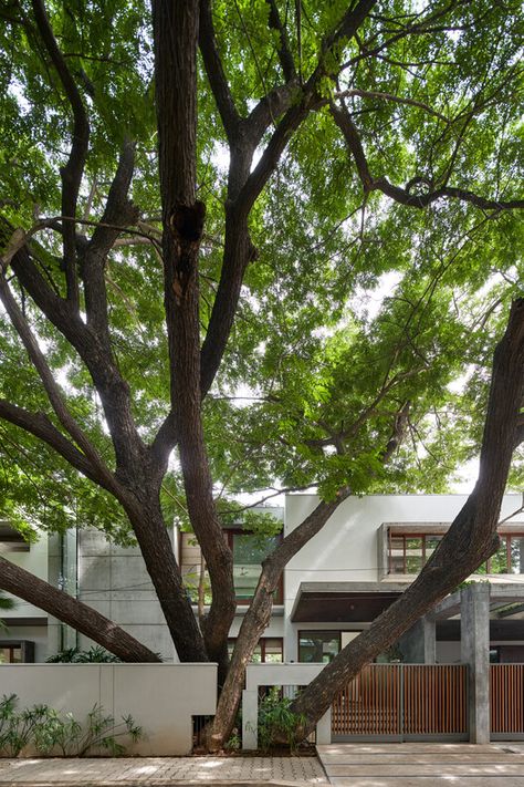 Raintree House, Khosla Associates, Stairwell Wall, Compound Wall, Backyard Garden Landscape, Tropical Architecture, House Arch Design, Luxury Pools, Tree Canopy