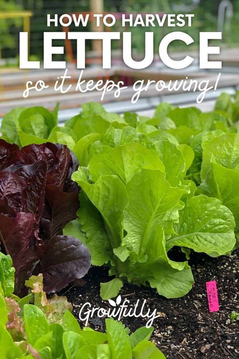 Harvesting Lettuce, Harvest Lettuce, Lettuce Growing, Planting Lettuce, How To Harvest Lettuce, Bucket Gardening, Growing Lettuce, Vegetable Garden Diy, Growing Veggies