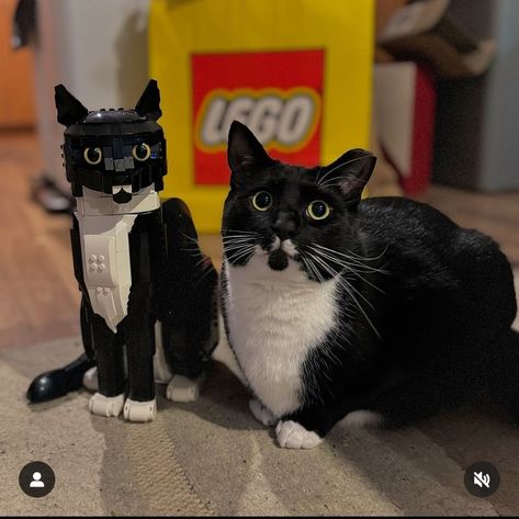 Dragon Puppet, Cute Instagram, Kitty Stuff, Tuxedo Cat, Match Me, Lego Ideas, July 7, My Boy, Lego Sets