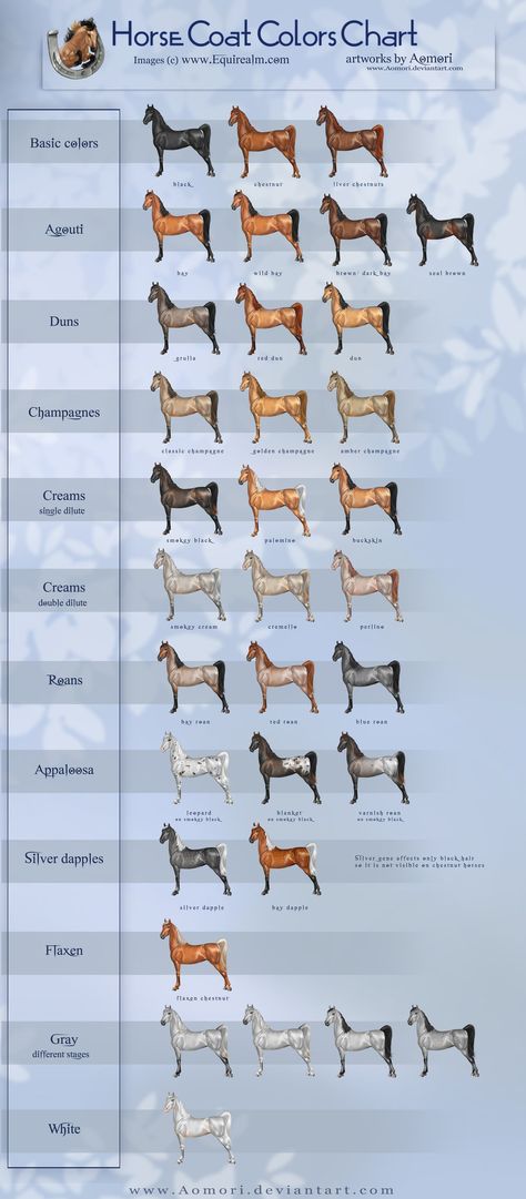 Equine Coat Color | Horse coat colors chart by Aomori on deviantART Spirit Der Wilde Mustang, Horse Color Chart, Colors Chart, Horse Markings, Horse Coat Colors, Horse Information, Horse Facts, Horse Info, Rasy Koni