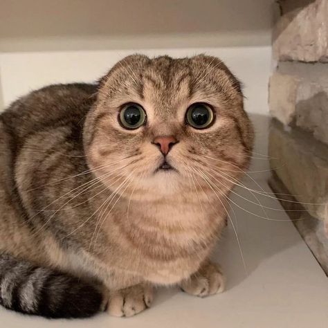 Munchkin Cat Scottish Fold, Scottish Fold Kittens, All Cat Breeds, Fold Cat, Cat Anatomy, Munchkin Cat, Cute Cats Photos, Scottish Fold