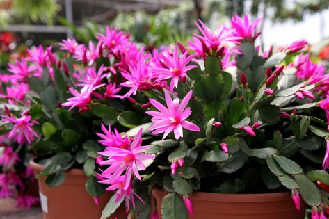 How To Grow and Care for an Easter Cactus Cactus Identification, Spring Cactus, Christmas Cactus Care, Štědrý Den, Cactus Light, Easter Cactus, Thanksgiving Cactus, Holiday Cactus, Cactus Planta