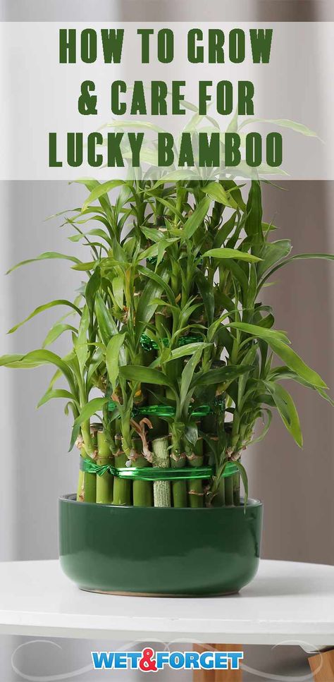 Ask Wet  Forget Top Lucky Bamboo Care Tips  Tricks | Ask Wet  Forget Bamboo Plant Indoor, Lucky Bamboo Care, Indoor Bamboo Plant, Bamboo House Plant, Bamboo Plant Care, Indoor Bamboo, Ribbon Plant, Indoor Tropical Plants, Lucky Bamboo Plants