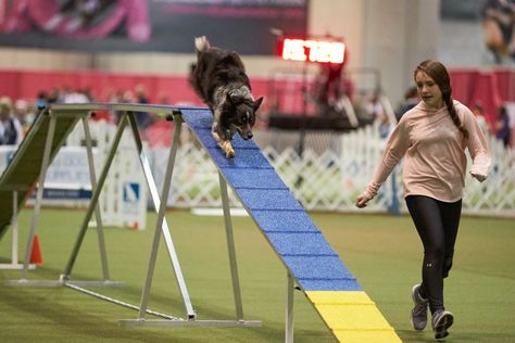 How Do Dog Agility Competitions Work? – American Kennel Club Working Dog Breeds, Dog Agility Course, German Shepherd Training, Agility Training For Dogs, Service Dog Training, Dog Sports, Working Dog, Therapy Animals, Dog Training Advice