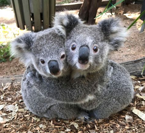 Photos of Koalas ‘Hugging It Out’ at Australia Reptile Park Are Totally Adorable Koala, Australia, Animals, On Instagram, White, Instagram