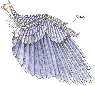 Picture of wing-evolution-4.gif Bird Wings Drawing, Wing Skeleton, Bird Evolution, Winged Character, Rogue Taxidermy, Wing Anatomy, Bird Anatomy, Weird Nature, Small Bird Tattoos