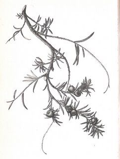 Yew article. Aril - yew berry Yew Branch Tattoo, Yew Tree Drawing, Yew Tree Illustration, Yew Tree Tattoo, Winter Solstice Tattoo, Yew Tattoo, Holiday Tattoos, Watercolor Board, Nature Tattoo Ideas