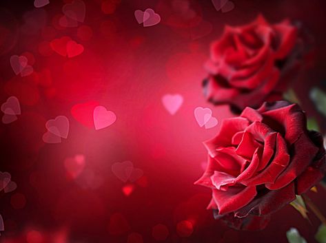 Red roses romantic wedding background Wedding Background Wallpaper, Wedding Background Images, Valentine Background, Romantic Background, Rose Background, Valentines Roses, Love Backgrounds, Iphone Background Images, Best Background Images