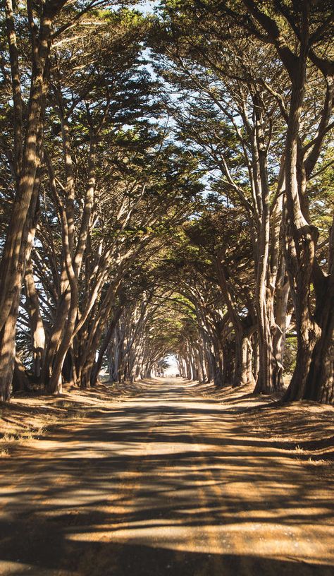 The Point Reyes Cypress tree tunnel is a scenic masterpiece on Roadtrippers Cypress Tree Tunnel, Traveling Usa, Bar None, Tree Tunnel, California Beaches, Point Reyes, Pretty Beach, Fairy Queen, Central California