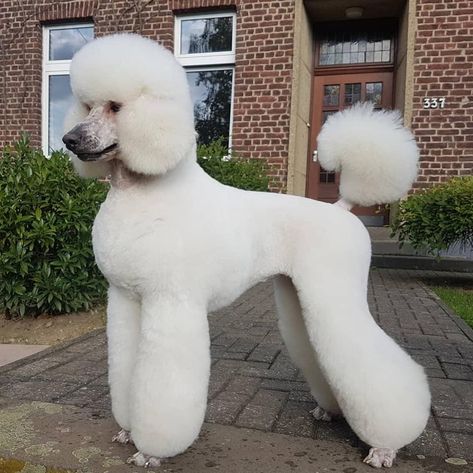 White Standard Poodle Puppy, Asian Fusion Standard Poodle, White Poodle Haircut Styles, Poodle Groom, Standard Poodle Cuts, Standard Poodle Grooming, Standard Poodle Haircuts, White Standard Poodle, Poodle White