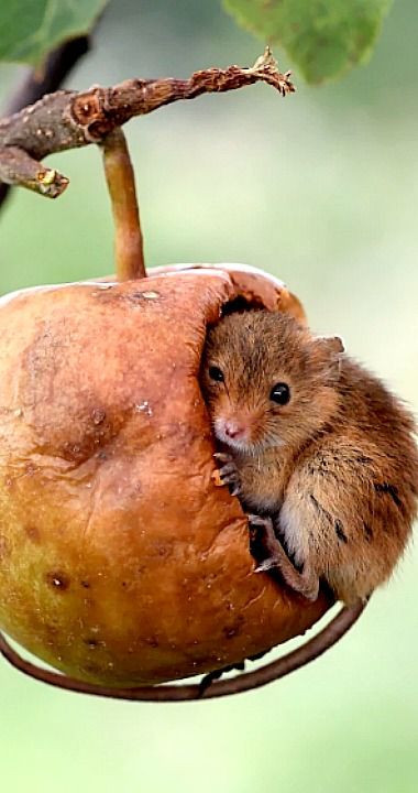 Harvest Mouse climbing inside a half-eaten crab apple Harvest Mouse, 2 September, Jolie Photo, Rodents, Sweet Animals, 귀여운 동물, Animal Memes, Belle Photo, Beautiful Creatures