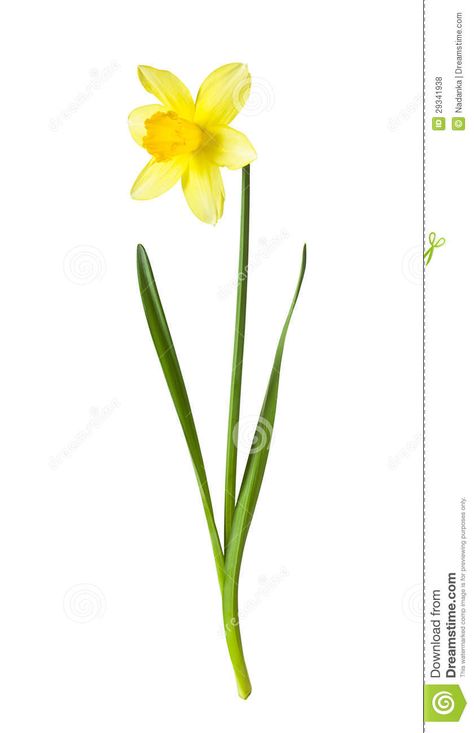 Photo about Yellow daffodil on white background isolated with clipping path. Image of leaf, beauty, season - 29341938 Daffodil Photo, Daffodil Leaves, Plant Silhouette, Daffodils Planting, Edit Inspiration, Daffodil Yellow, Flower Png Images, Garden Clipart, Flower Illustrations