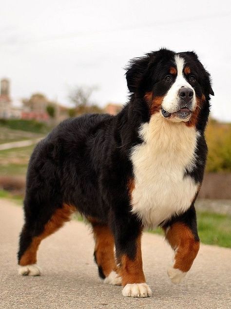 Burnese Mountain Dog, Burmese Mountain Dogs, Bernese Mountain Dog Puppy, Dangerous Dogs, Fluffy Dogs, Mountain Dog, Bernese Mountain, Cute Dogs And Puppies, Bernese Mountain Dog