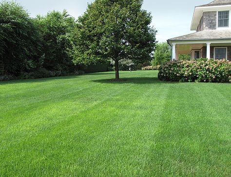 Big Grassy Backyard, Big Grass Backyard, Big Lawn Landscaping, Simple Grass Backyard, Garden Lawn Design, Large Grass Backyard, Open Backyard Landscaping Ideas, Large Grass Backyard Ideas, Big House Garden