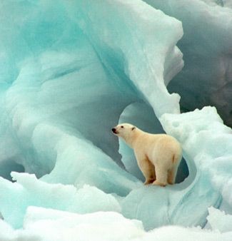 polar bear Nosara, Wild Life, Animal Photo, Science And Nature, Beautiful Creatures, Animal Kingdom, Polar Bear, Animals Beautiful, Pet Birds