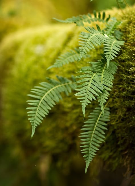 Foto Macro, Ferns Garden, Moss Covered, Moss Garden, Fern Leaf, Walk In The Woods, Green Nature, Nature Beauty, Secret Garden