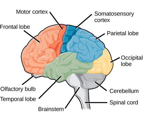 Physiological Psychology, Lobes Of The Brain, Parietal Lobe, Brain Lobes, Types Of Neurons, Introduction To Psychology, Basal Ganglia, Occipital Lobe, Ap Psychology