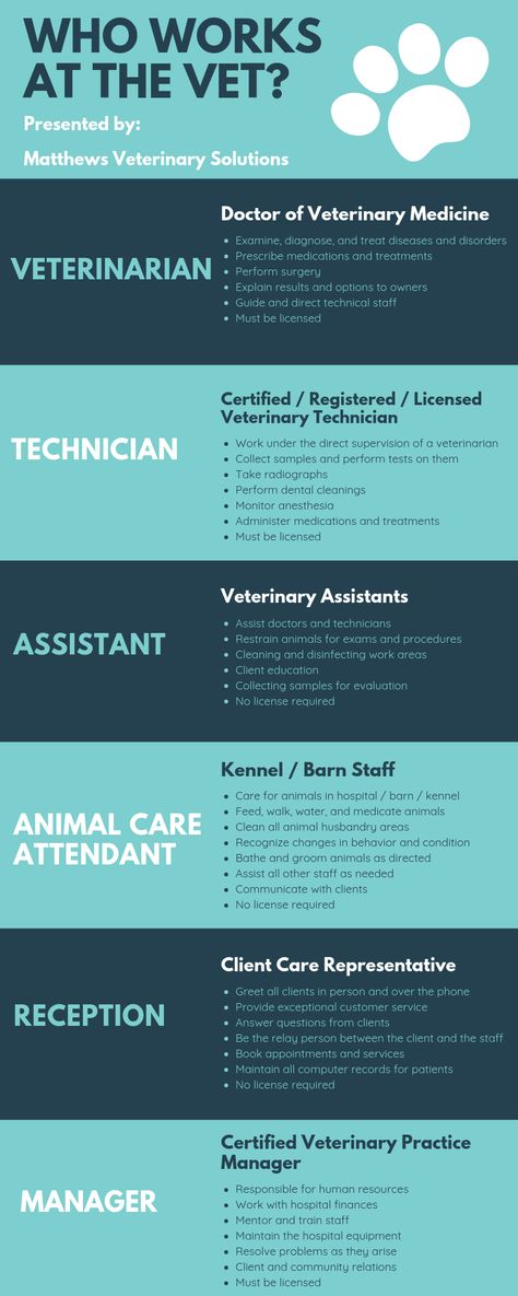 Learn about the positions at a veterinary hospital and what each person does!    Are you ready to join the veterinary profession? Veterinarian School Tips, Vet Receptionist Tips, Veterinary Assistant Tips, Equine Vet Assistant, Zoo Vet Tech, Veterinary Clinic Aesthetic, Being A Veterinarian, Veterinary Assistant Training, Emergency Veterinary Medicine