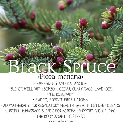 Black Spruce Essential Oil  • Energizing and balancing • Blends well with: benzoin, cedar, clary sage, lavender, pine, rosemary • Sweet, forest-fresh aroma • Aromatherapy for respiratory health; great in diffuser blends! • Useful in massage blends for adrenal support and helping the body adapt to stress Black Spruce Essential Oil, Green Witchery, Spruce Essential Oil, Black Spruce, Adrenal Support, Loose Leaf Teas, Herbal Tinctures, Respiratory Health, Clary Sage